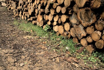 Bois des Vosges sapin issu d'exploitation forestière sylviculture