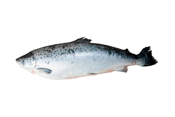 Salmon is fresh fish without entrails. Isolate on a transparent background.