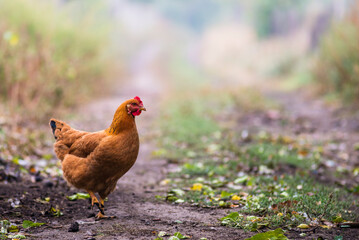 Portrait of the red orpington chicken  hen nibbling on the green grass street rural gallus domesticus bird feeding at the farm wood fence, red comb, free Beautiful cock .