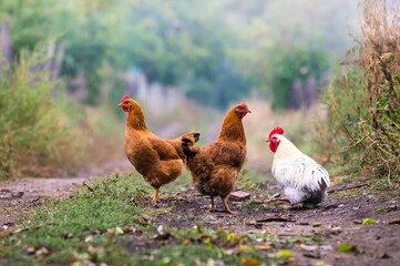 Portrait of the red orpington chicken  hen nibbling on the green grass street rural gallus...