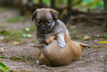 two Stray  small dog puppy street rural Сute, natural background home  wood Beautiful brown white  soil road grass green playing they bite each other.