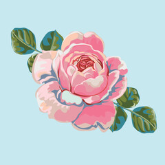 pink rose on a blue background