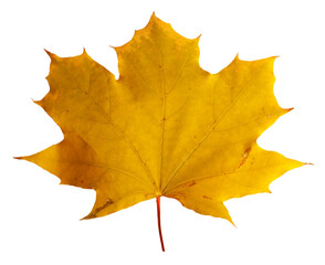 Autumn maple branch with leaves isolated on background
