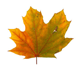 Fototapeta premium Autumn maple branch with leaves isolated on background