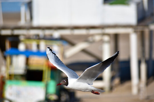 Gaviota capuchina en vuelo 