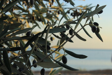 olive tree branch