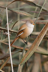 bearded tit female	