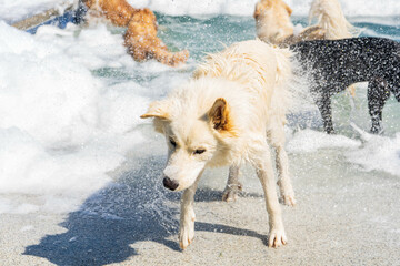 Fototapeta na wymiar Dogs in Swimming Pool