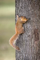 Schilderijen op glas Vertical closeup of a squirrel climbing the tree trunk in Castleford © Jeff87/Wirestock Creators