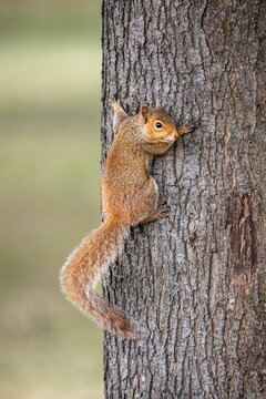 Vertical closeup of a squirrel climbing the tree trunk in Castleford