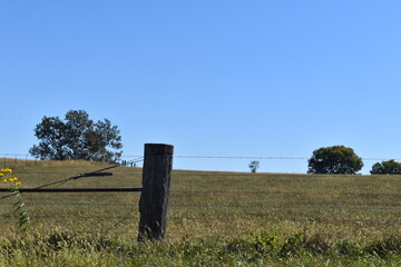 Fence Row in a Farm Field