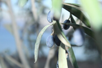 olive branch