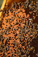 Honeycomb full of bees. Organic natural honey farming.