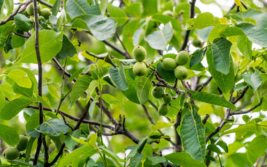 Young wallnuts on the tree. Green leafs on the tree with nuts.