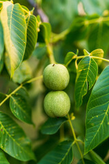 Tree green wallnuts with leaves. Organic food growing on the tree.