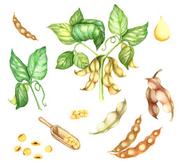 Soya plant seeds and oil watercolour illustration isolated png.