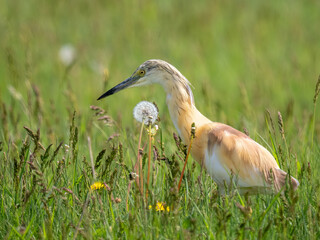 Squacco heron - Ardeola ralloides