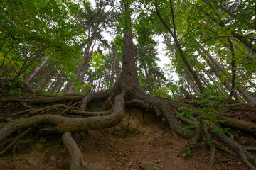 big old spruce tree with huge roots