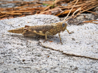 Egyptianlocust - Anacridium aegypticum