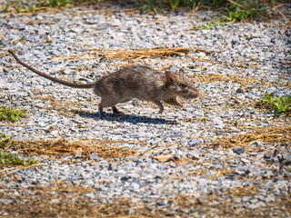 Brown rat - Rattus norvegicus