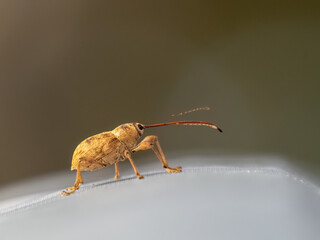 Chestnut weevil - Curculio elephas