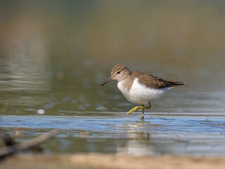 Common sandpiper - Actitis hypoleucos