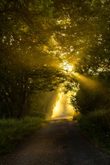 sunrise in the forest © William