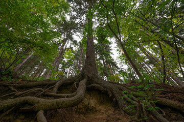 big old spruce tree with huge roots