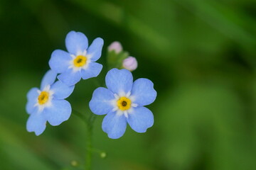 Background with wildflower - Forget-me-not flowers in the wild	