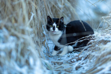 Black and white cat sits on the snow.