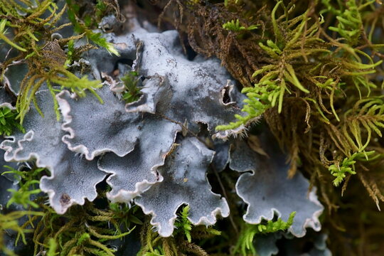 Background with  lichens and moss - dog lichen; Peltigera Canina