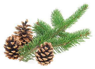Fototapeta premium Three pine cones with fir branch isolated on a white background