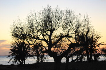 silhouette of a tree
