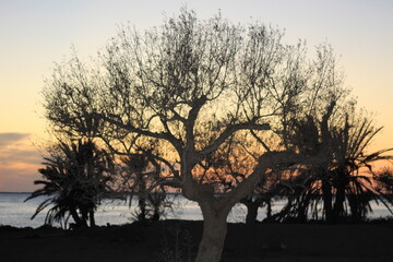 sunset on the tree