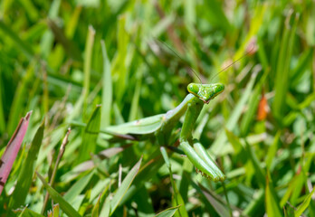 Mantis in grass