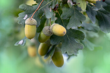 Acorns on a tree in the woods in sunny weather. Oak branch with leaves and acorns