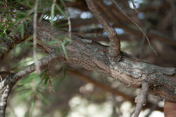 juniper tree in its natural habitat
juniperus oxycedrus