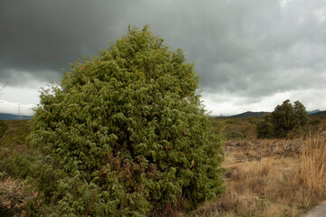 juniper tree in its natural habitat
juniperus oxycedrus