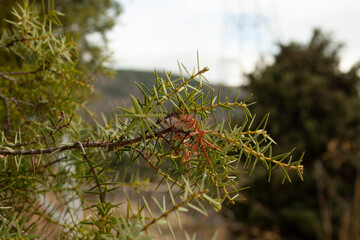 juniper tree in its natural habitat
juniperus oxycedrus