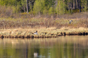 A pair of goosander flies over the water