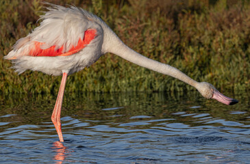 flamingo in the water