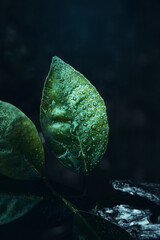 Green leaf with dark background. Rain drops in nature. High quality photo with blur