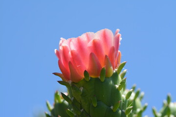 Cactus fiorito