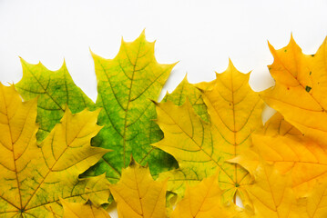 Yellow and green maple leaves and a white background on top. Beautiful maple flowers and white background.
