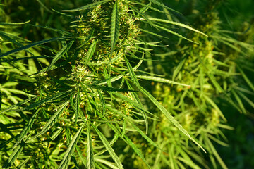 Cannabis leaves green Marijuana plant