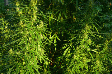 Marijuana field cannabis plants green