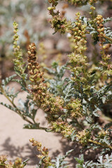 Green immature trichomatic indehiscent cypsela fruit of Ambrosia Chamissonis, Asteraceae, native perennial monoecious evergreen herb in Coastal Ventura County, Summer.