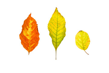 Naklejka na ściany i meble Colourful autumn leaves close-up on transparent background. 