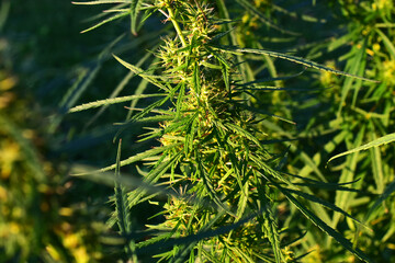 Cannabis plant marijuana leaves 