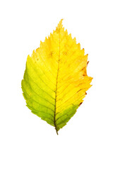 Colourful autumn leaves close-up on transparent background. 